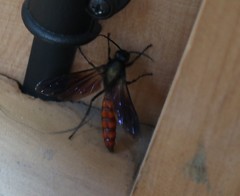 Elaphroptera nigripennis