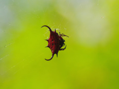 Gasteracantha falcicornis
