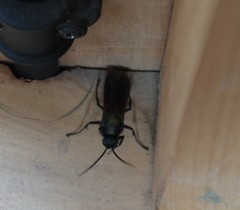 Elaphroptera nigripennis