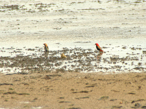 Zanzibar Red Bishop (Euplectes nigroventris), photo 5