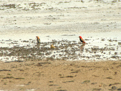 Euplectes nigroventris