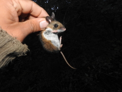 Peromyscus melanotis