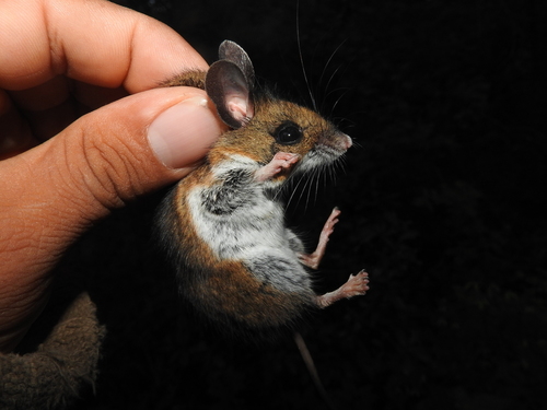 Black-eared Mouse
