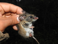 Peromyscus levipes