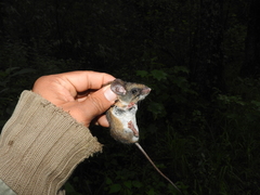 Peromyscus levipes