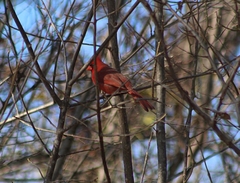 Cardinalis cardinalis