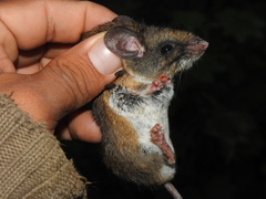Peromyscus levipes