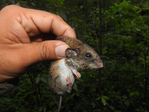 Transvolcanic Deermouse