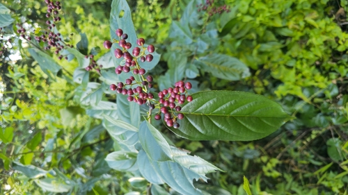 Rhamnus napalensis observed 2025-11-29