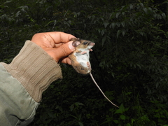 Peromyscus hylocetes