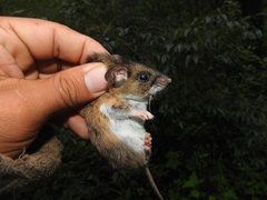 Peromyscus hylocetes
