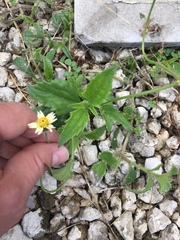 Tridax procumbens