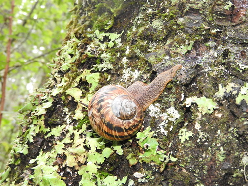 Humboldtiana fasciata