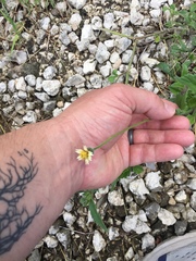 Tridax procumbens