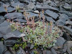 Artemisia lagopus