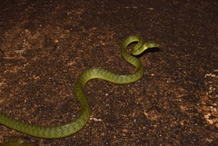 Boiga cyanea