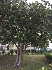 Cordia sebestena