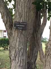 Cordia sebestena