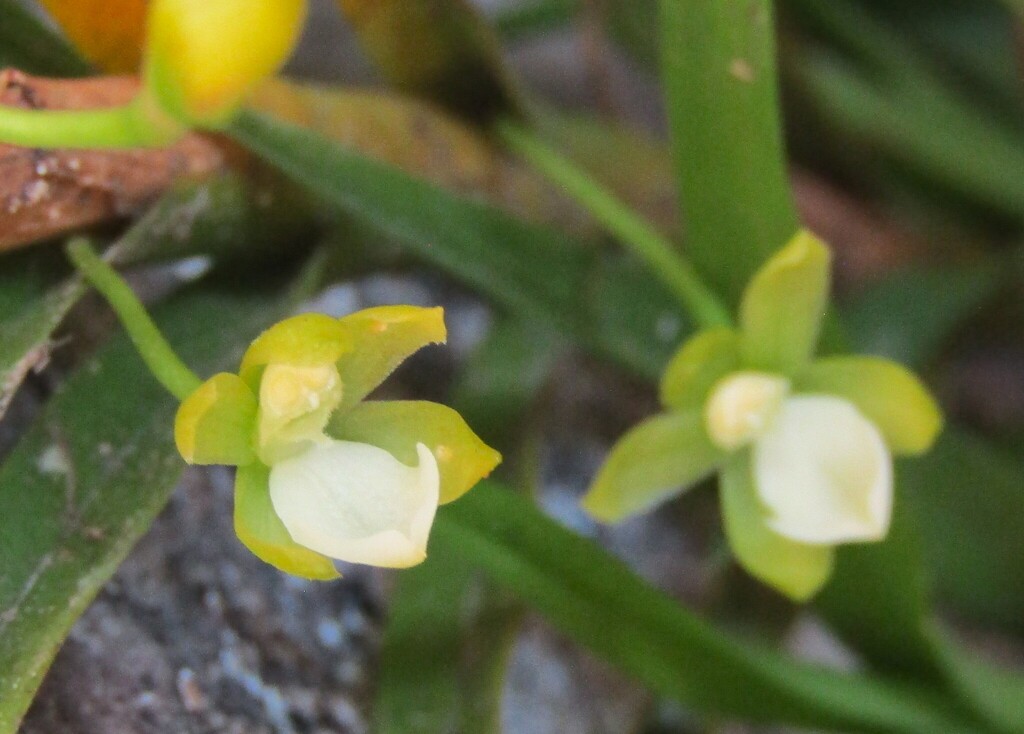 Dichaea calyculata