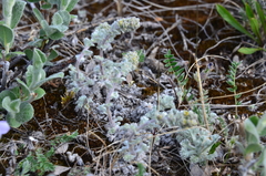 Artemisia lagopus