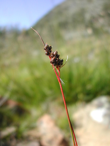 Luzula sudetica