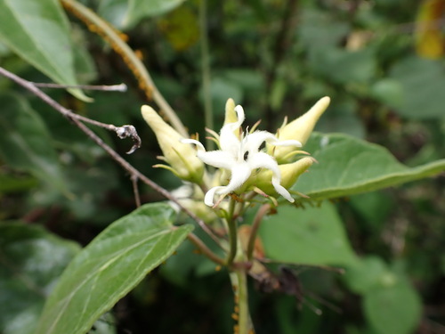 Oxypetalum dombeyanum, 2025-11-27