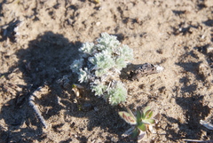 Artemisia lagopus