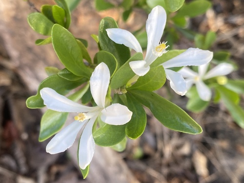 Small Honeysuckle Bush