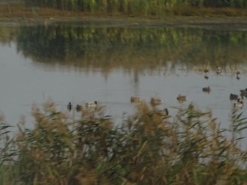 Mallard