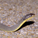 Yellow-bellied Watersnake - Photo (c) tom spinker, some rights reserved (CC BY-NC-ND)