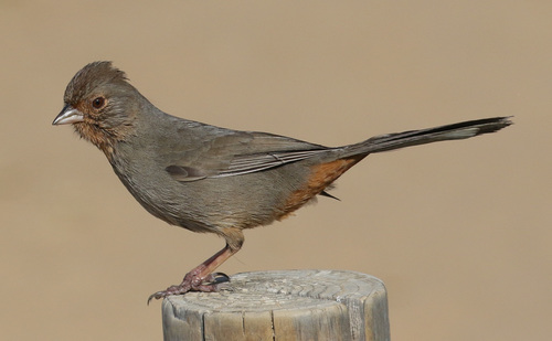 California Towhee, photo 9 of 10