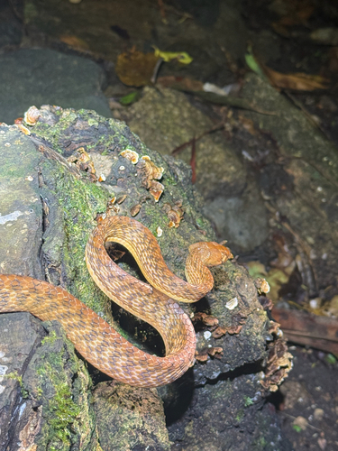 Brown Tree Snake sighting