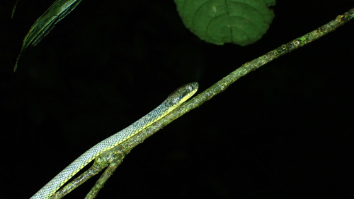 Werner's Green Tree Snake