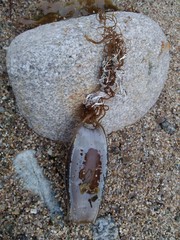 Scyliorhinus stellaris