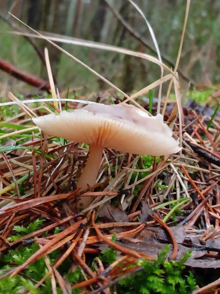 Rhodocollybia asema · November 2025 · photo: © tanya_iv (iNaturalist, cc-by)