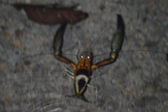 Macrobrachium americanum