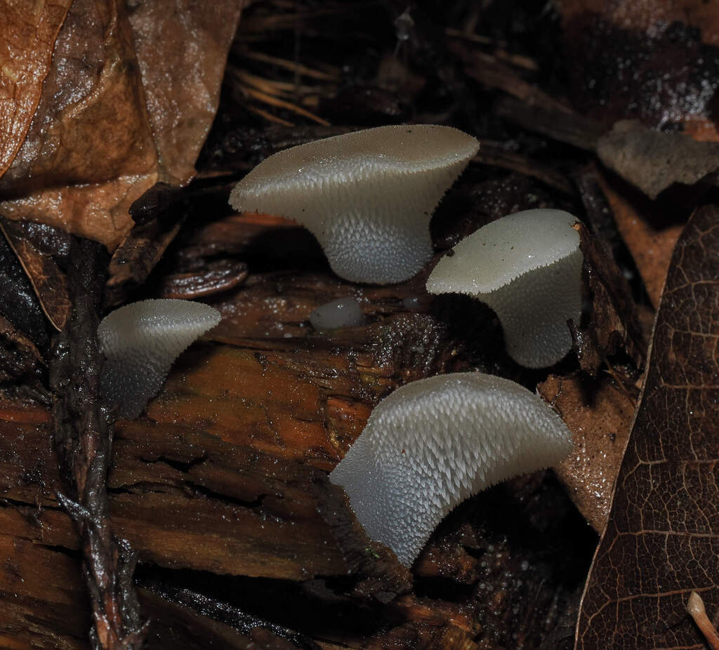 Pseudohydnum gelatinosum · November 2025 · photo: © wendybirds (iNaturalist, cc-by)