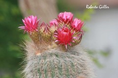 Trichocereus tarijensis