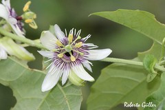 Passiflora morifolia