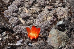 Rebutia