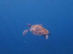 Loggerhead Sea Turtle