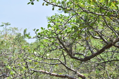 Bursera schlechtendalii