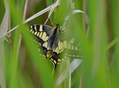 Papilio machaon britannicus