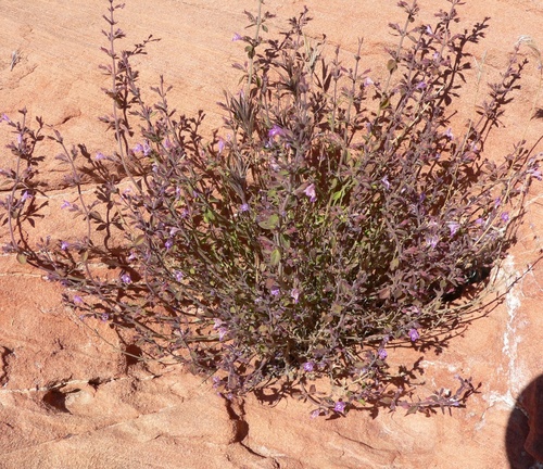 dwarf false pennyroyal (Hedeoma nana)