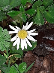 Bellis perennis