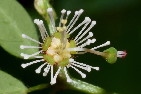 Euphorbia mexiae