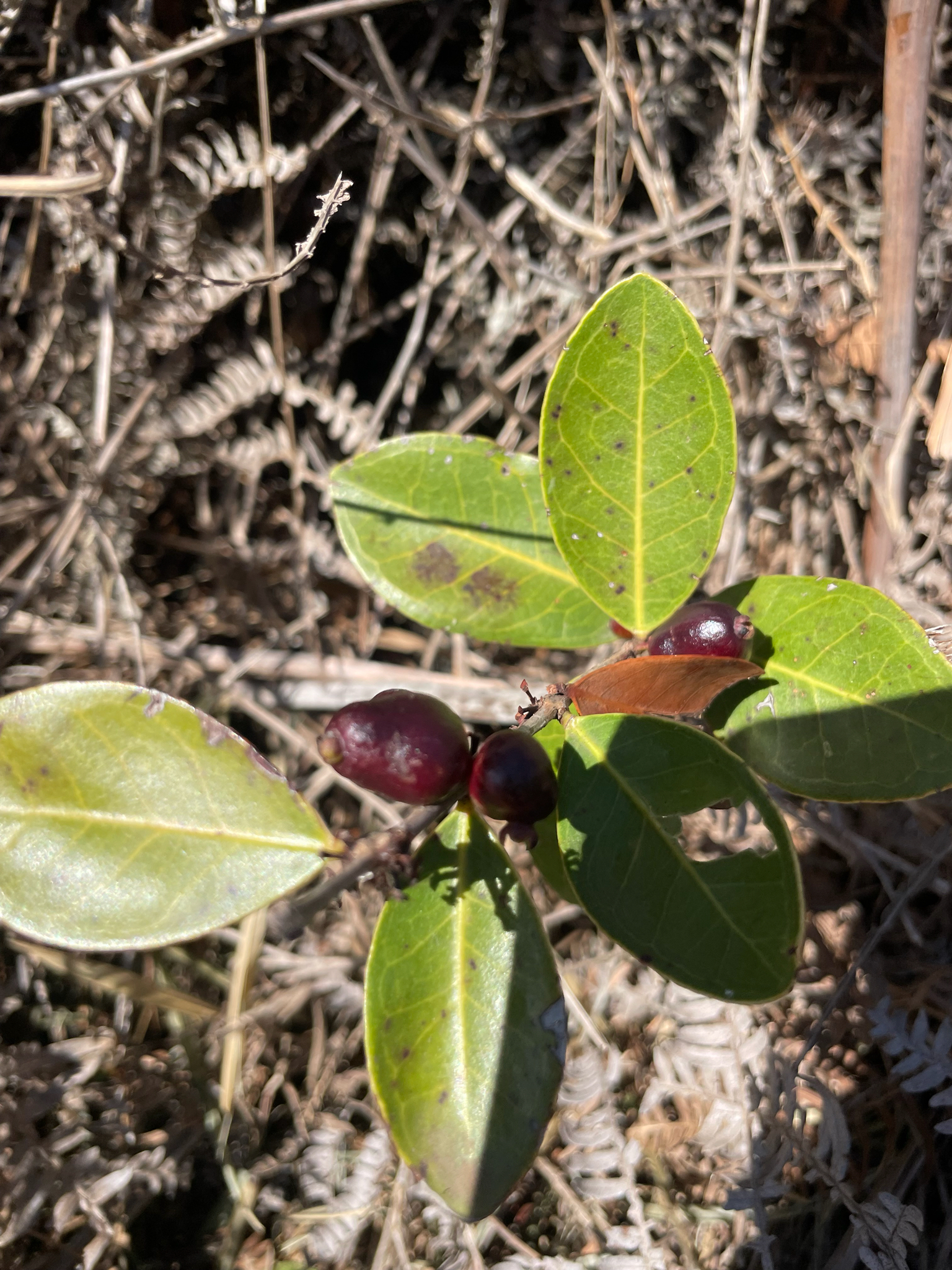 Eugenia bimarginata