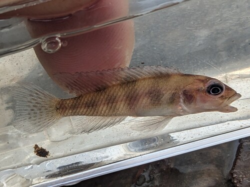 Congo lamprologus (Lamprologus congoensis) — Cichlidae — 3