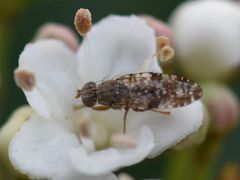 Tephritis vespertina