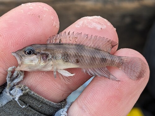 Congo lamprologus (Lamprologus congoensis) — Cichlidae — 5